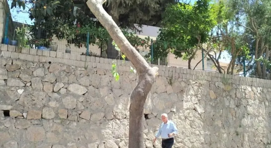 Sert Budamaya Açkd’den Tepki