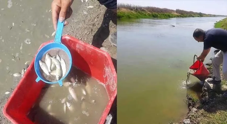 SIKIŞAN BALIKLAR KURTARILDI