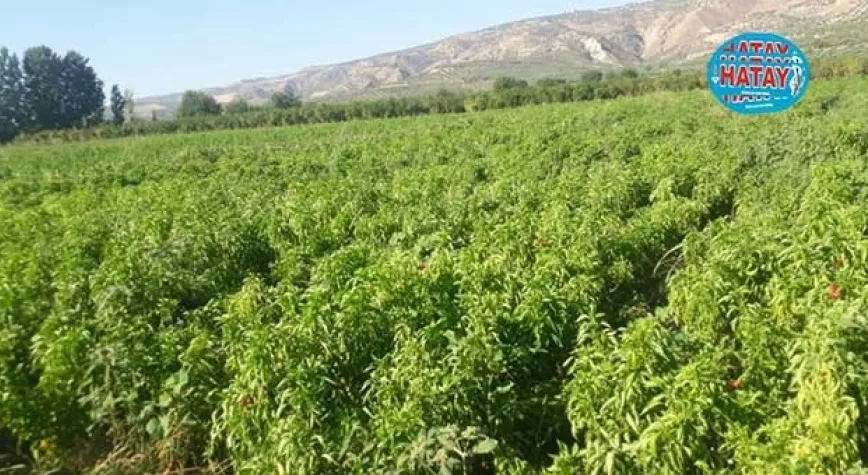 SINIRDA ÜRÜN HIRSIZLIĞI İDDİASI!
