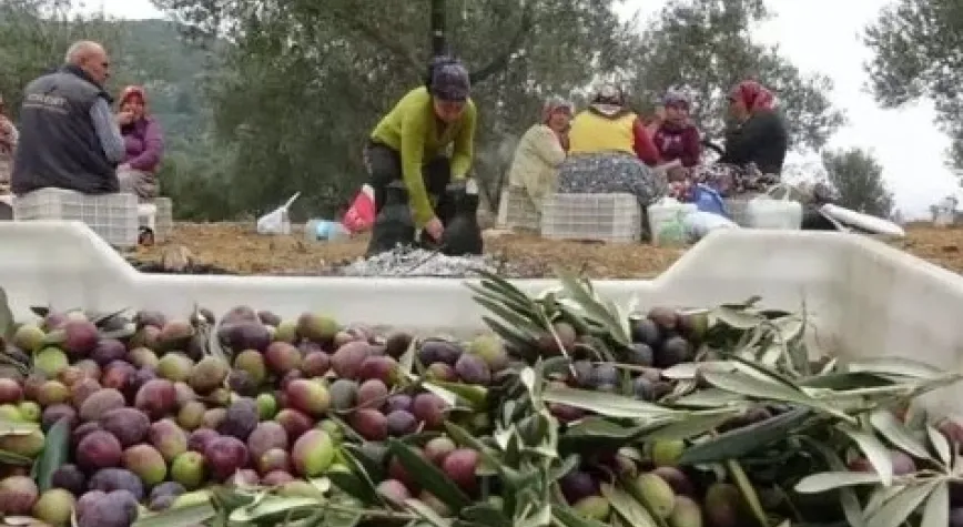 Sofralık zeytinde dünya birincisi, zeytinyağında ikinci olduk