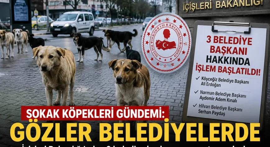 Hatay'da Gözler Sokak Hayvanı Çalışmalarında