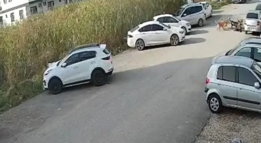 Sokak köpeklerinin saldırdığı kadın yaralandı