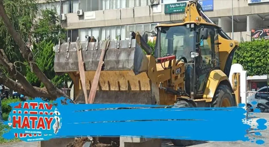 SÖKÜLEN AĞAÇLAR BAŞKA YERE DİKİLİYOR