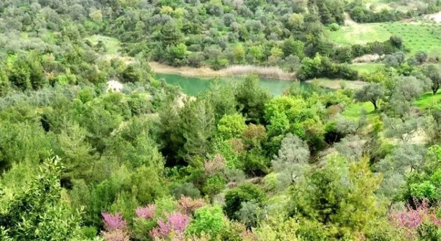 Tabiat Harikaları Ormanlar