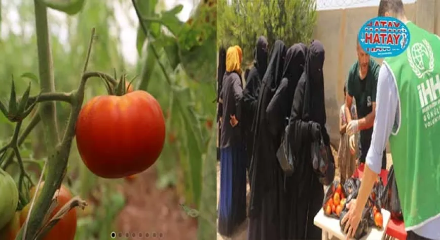 Tarladan çadır kentlere ilk mahsul heyecanı