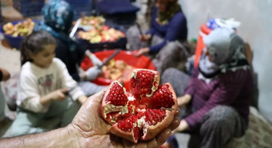 Tarladan Sofraya Ekşi Yolculuk
