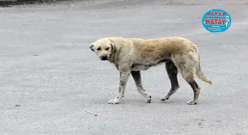 Tartışılan yasa kabul edildi