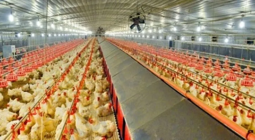 Tavuk eti üretimi 188 bin 613 ton oldu!