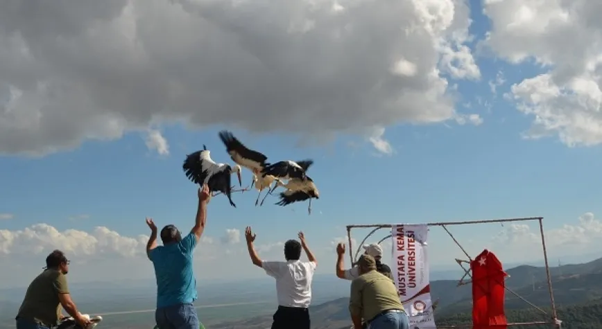 Tedavileri Tamamlanan Göçmen Kuşlar Artık Özgür!