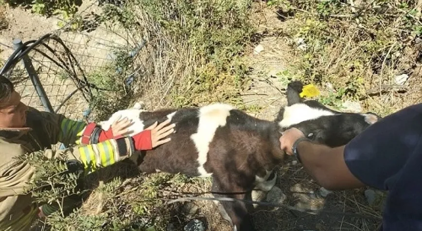 Tel Örgüde Mahsur Kalan Büyükbaş Hayvan Kurtarıldı