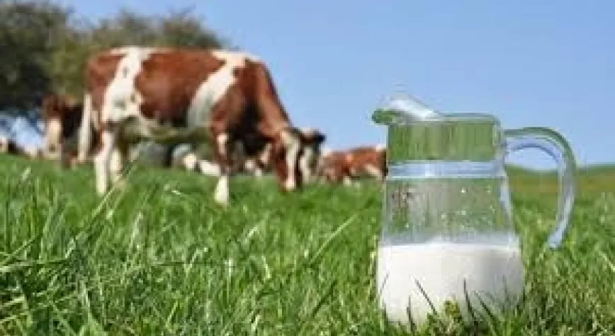 Ticari süt işletmelerince 843 bin 876 ton inek sütü toplandı!