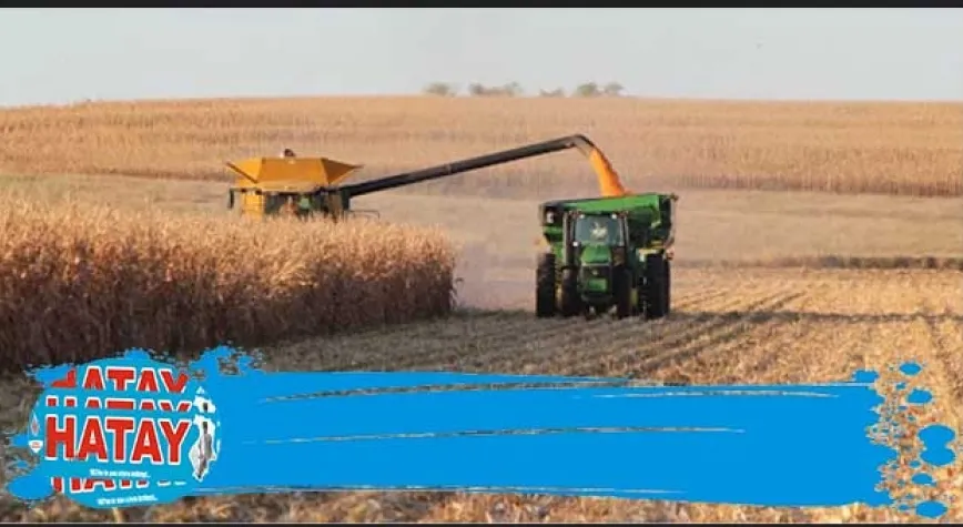 TMO MISIR ALIMLARINA BAŞLIYOR