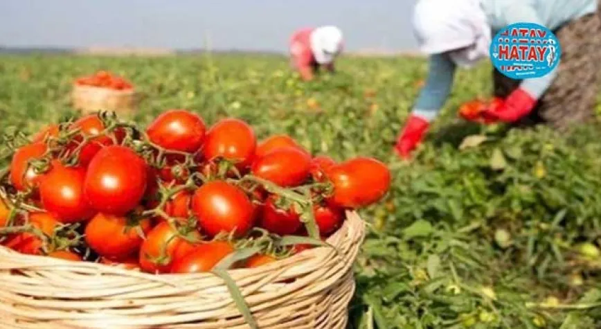 TÜİK: 2023'te bitkisel üretim artacak