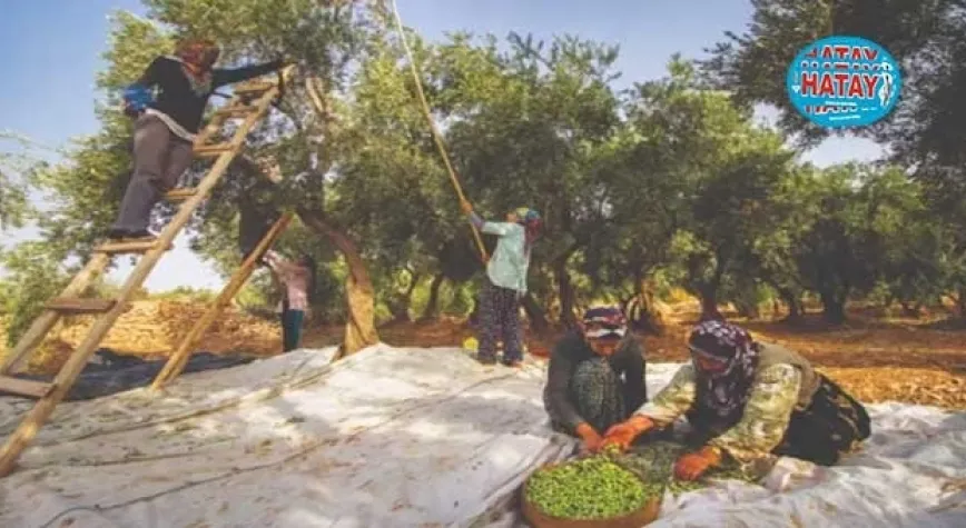 Türkiye'nin geleneksel zeytin yetiştiriciliği, UNESCO'ya alındı
