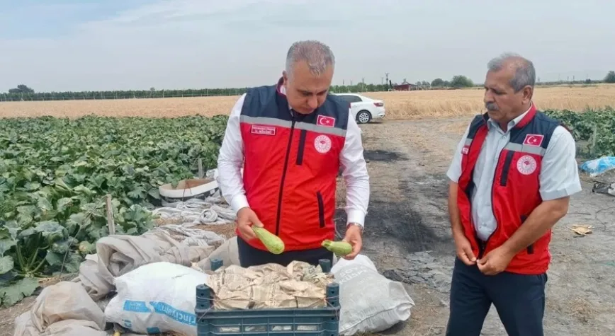 Türkmen Kabak Hasadına Katıldı