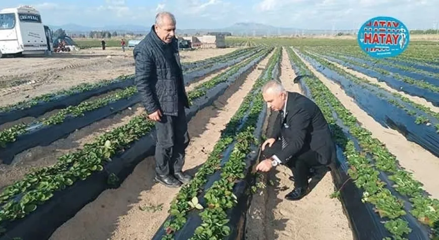 TÜRKMEN MUZ SERALARINI İNCELEDİ