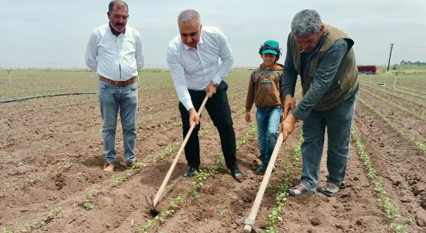 Türkmen Pamuk Tarlasında Çapa Yaptı