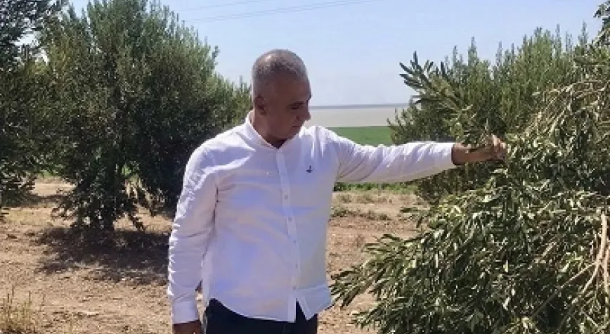 TÜRKMEN'DEN ZEYTİN ARAZİLERİNE İNCELEME