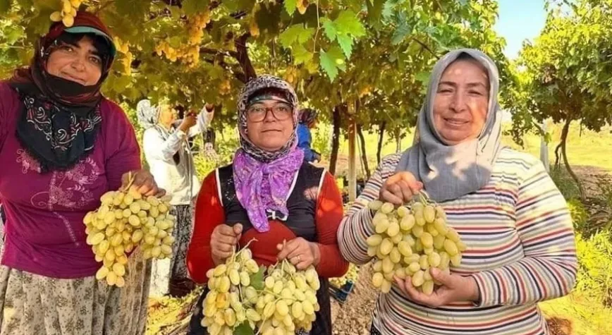 Üzüm hasadı devam ediyor