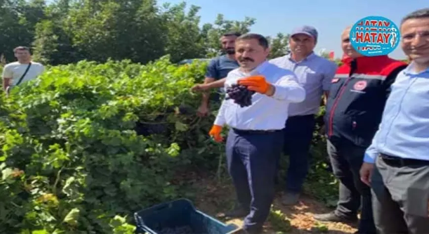 Üzümde 98 bin ton rekolte rekolte bekleniyor