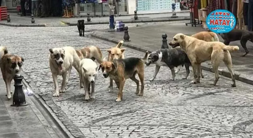 VİCDANLARI SIZLATAN KANUN