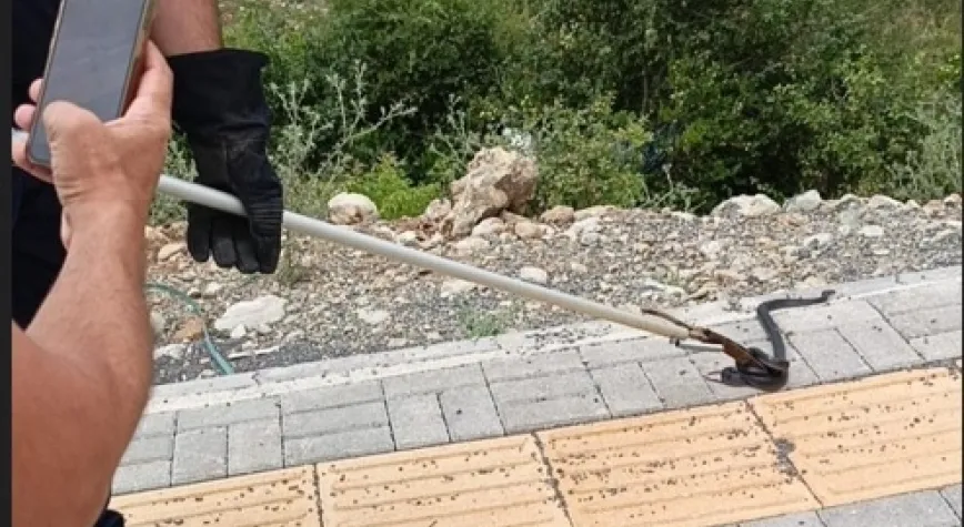 Yakalanan Yılanlar Doğal Yaşam Alanlarına Bırakıldı