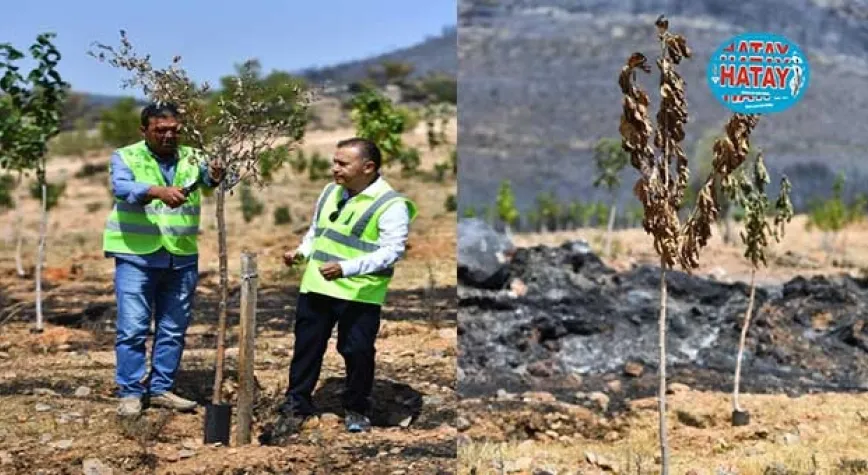Yangınların etkilediği 15 bin ağaç tedavi edilerek hayatta tutulacak