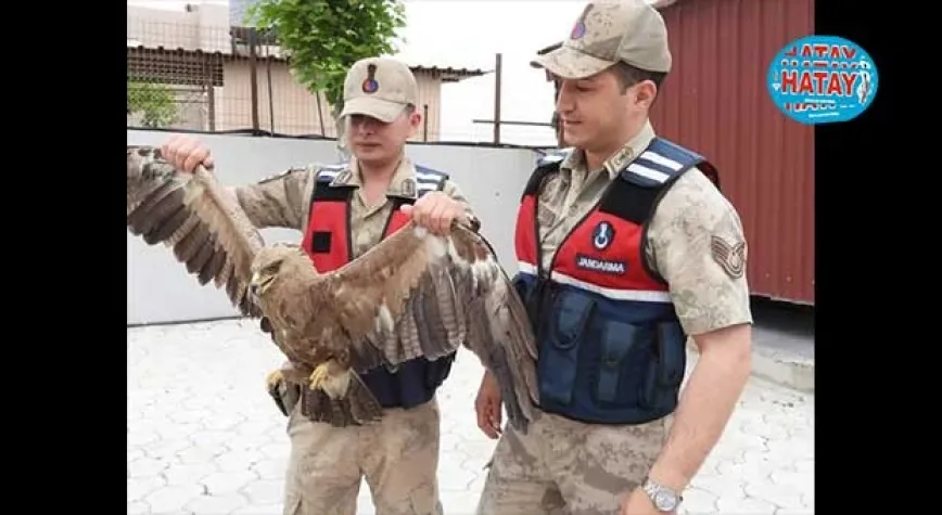 YARALI KARTAL TEDAVİ ALTINA ALINDI