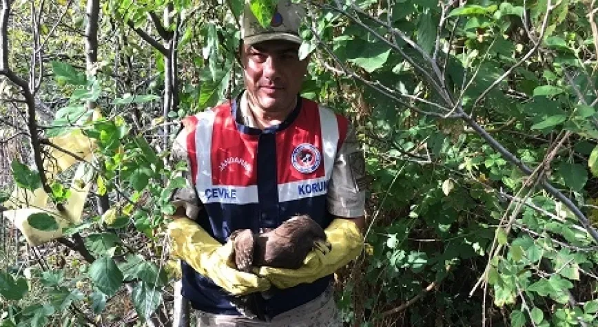 Yaralı şahin tedavi edilecek!