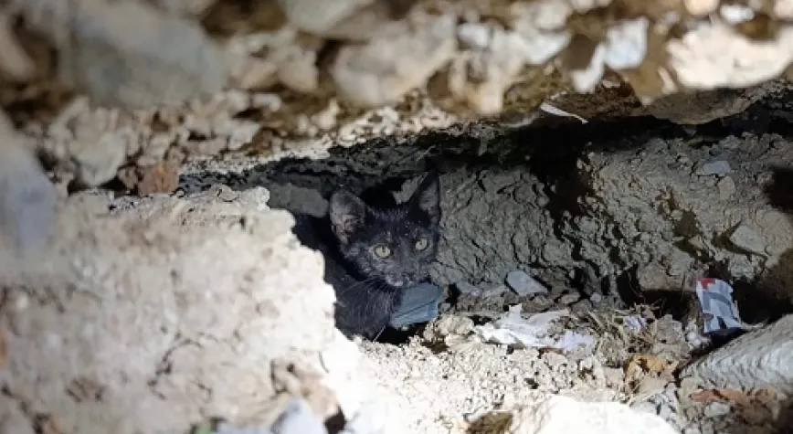 Yavru Kedi İtfaiye Ekipleri Tarafından Kurtarıldı
