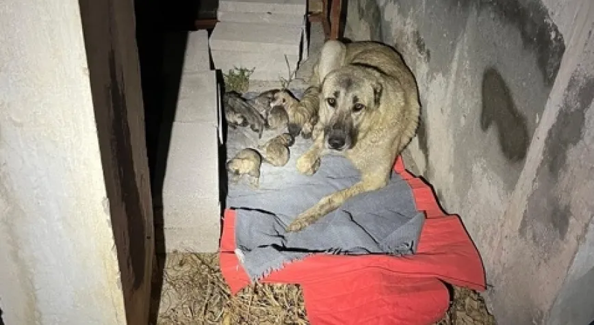 YAVRU KÖPEKLERİ İTFAİYE KURTARDI