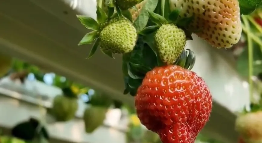 Yayladağı Çileğinde Devrim