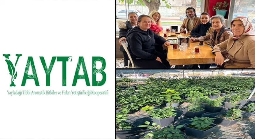 Yayladağı Tıbbi ve Aromatik Bitkiler ve Fidan Yetiştiriciliği Kooperatifi Kuruldu