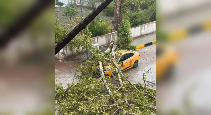Yayladağı’nda Fırtına Ağacı Devirdi