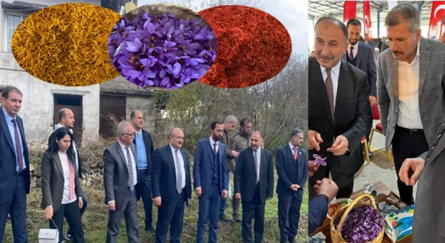 YAYLADAĞI’NDA SAFRAN TARLA GÜNÜ DÜZENLENDİ