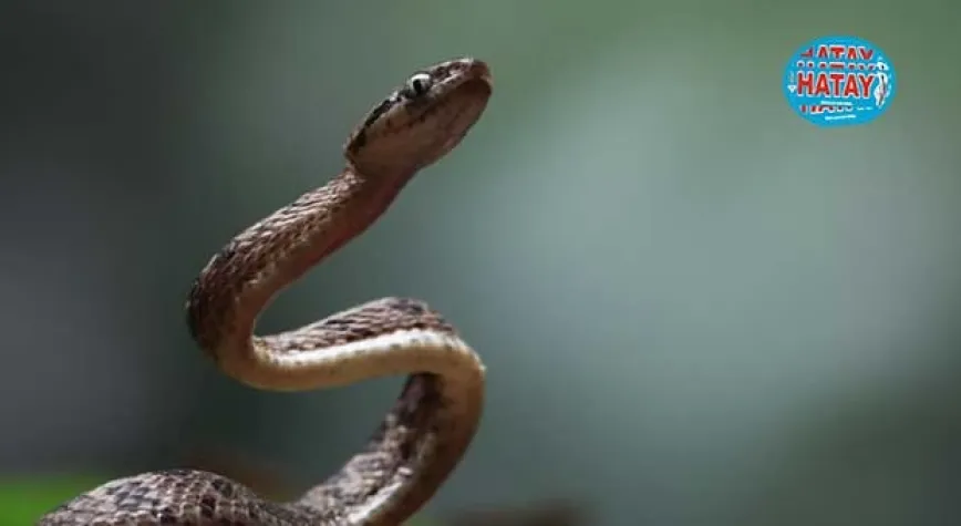 Yılan Sokması Zehirlenme Belirtileri Nelerdir?