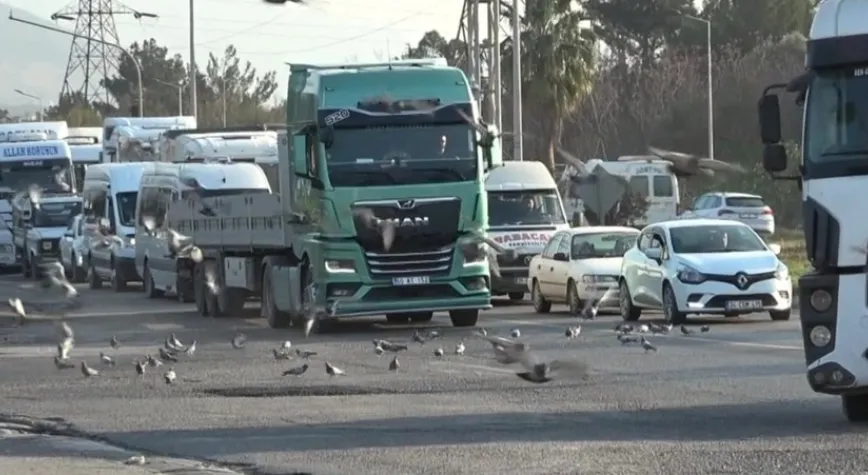 Yola Saçılan Tahıllar Kuşlara Yem Oluyor