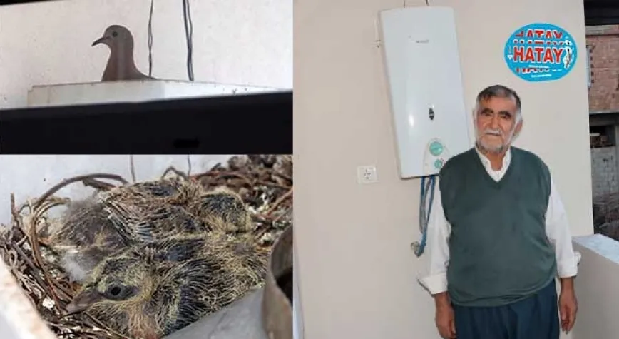 Yuva yapan kumru rahatsız olmasın diye şofbeni çalıştırmıyorlar