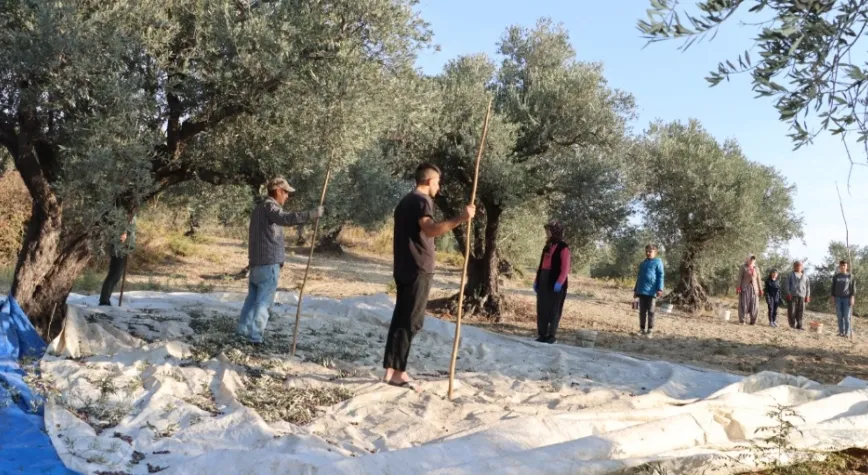 Zeytin Hasadında Ata’ya Saygı Duruşu