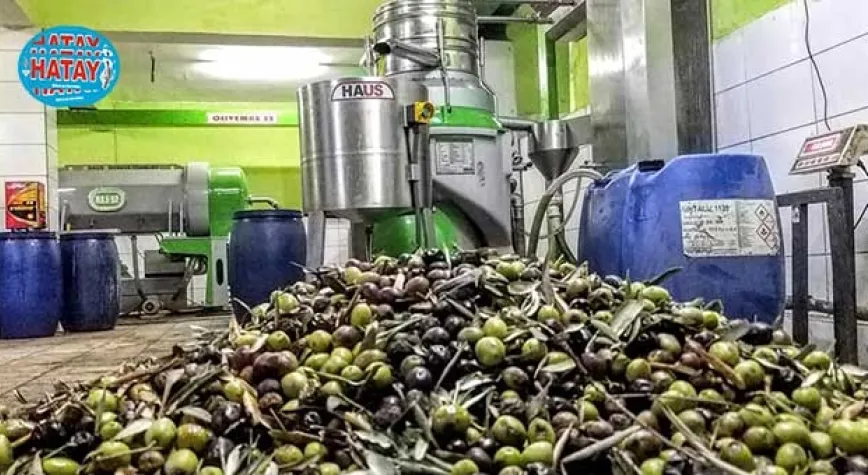 Zeytinyağı İçin Vira Bismillah Denildi