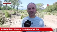 İskenderun Limanı'nda İlginç Anlar: Gemiden Kaçan Angus Denizde Yüzdü