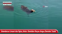 Asi Nehri Taştı, Yüzlerce Zeytin Ağacı Yok Oldu